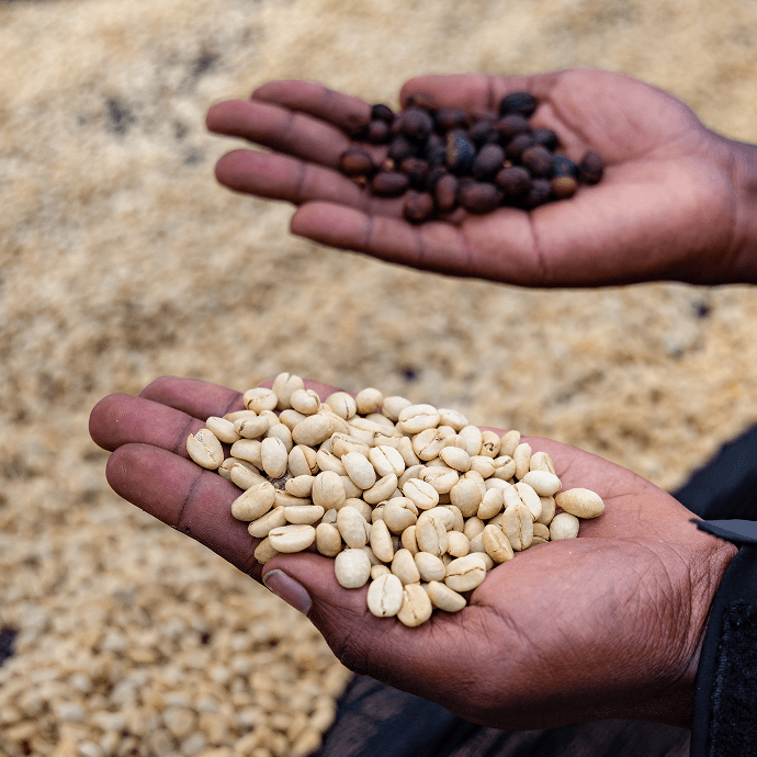 Coffee Safari & On-Field Agronomist Class