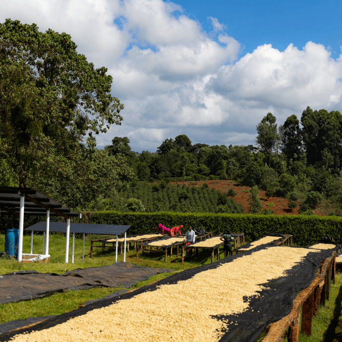 Coffee Tours